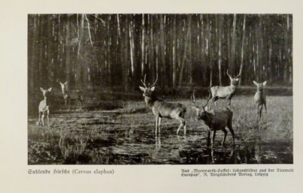 1926 - Suhlende Hirsche / Damhirsch - alter Druck